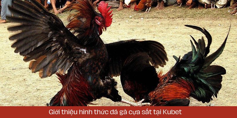 Giới thiệu hình thức chọi gà cựa sắt tại Kubet