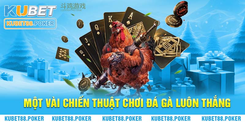 Một vài chiến thuật chơi đá gà Kubet88 luôn thắng